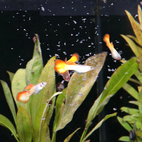 JBL ProNovo Guppy fiskefoder 100 ml Flagefoder