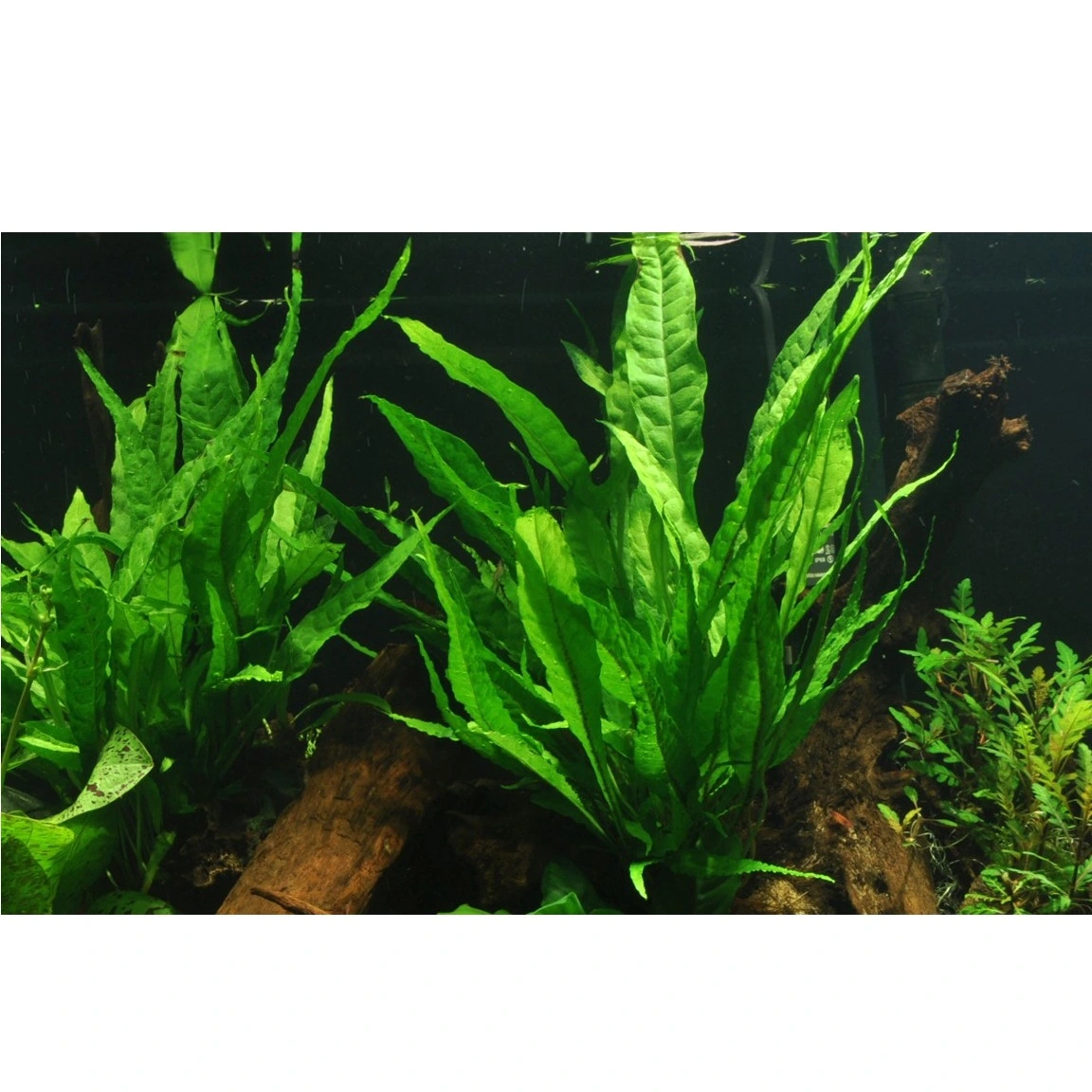 Tropica Akvarieplante i potte Microsorum pteropus