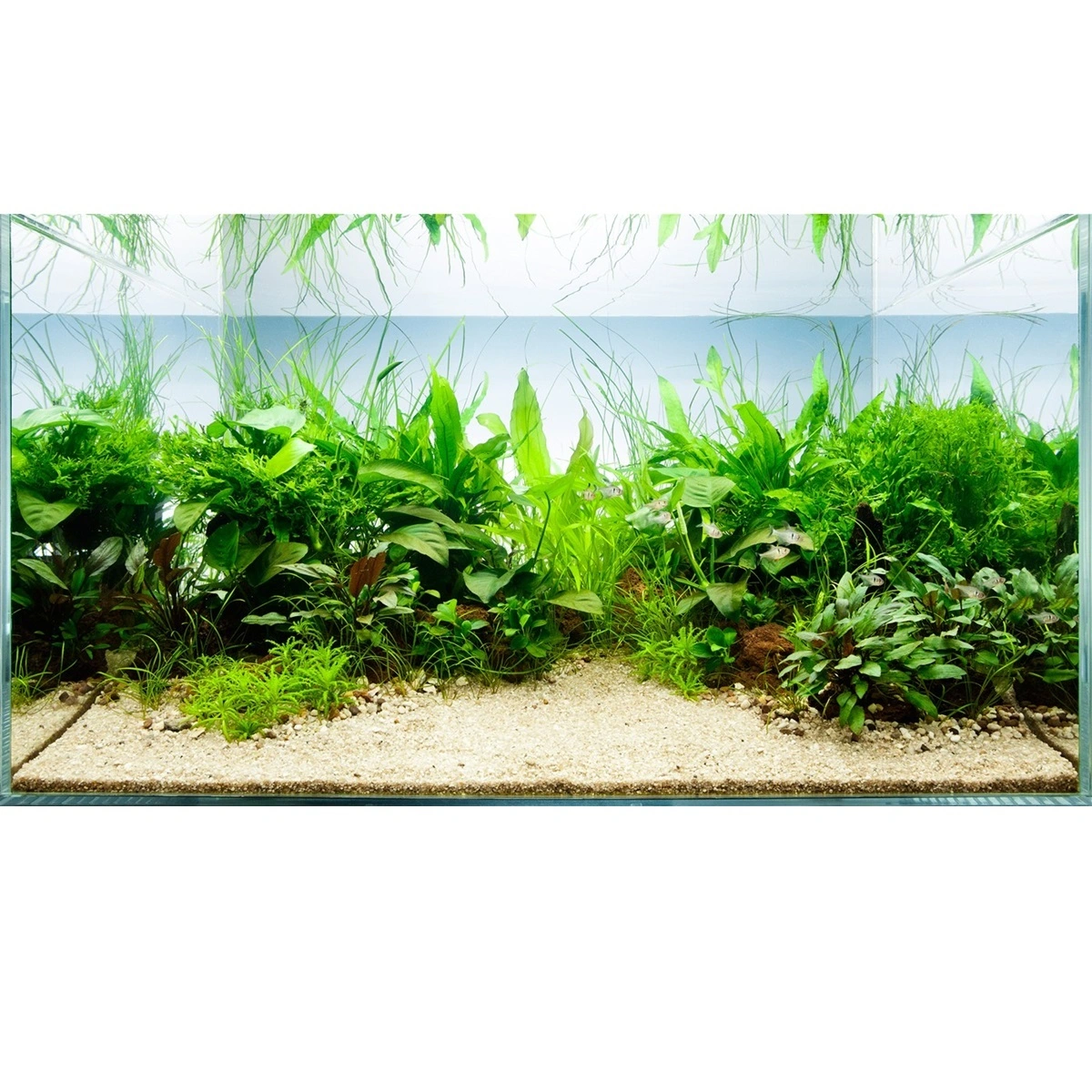 Tropica Akvarieplante i potte Anubias barteri caladiifolia