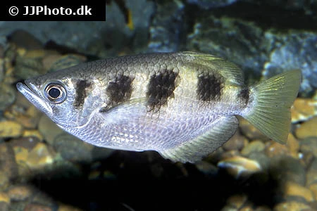 Skyttefisk (Toxotes jaculatrix)