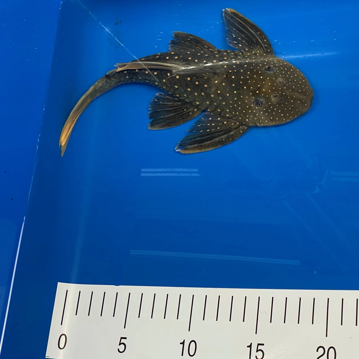 Hypostomus Luteus 22-24 cm Fase 2