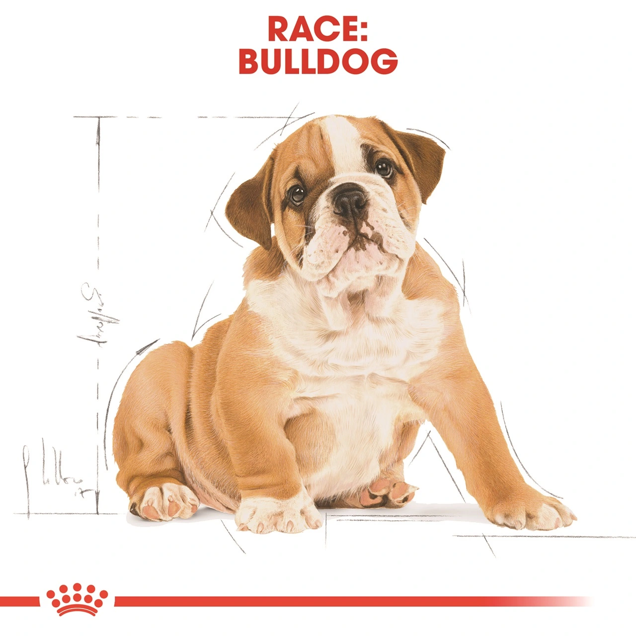 Royal Canin Bulldog Puppy 12 kg - tørfoder til hvalpe