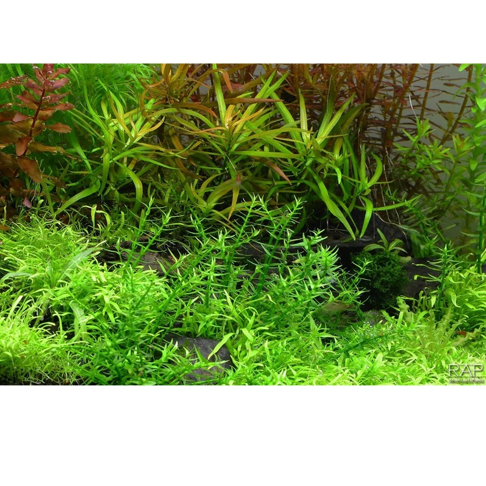 Tropica Gratiola viscidula 1-2-GROW