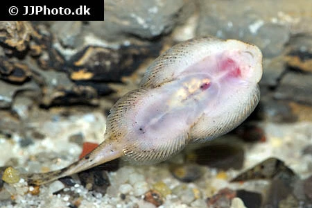 Spættet Finnesuger (beaufortia leveretti)