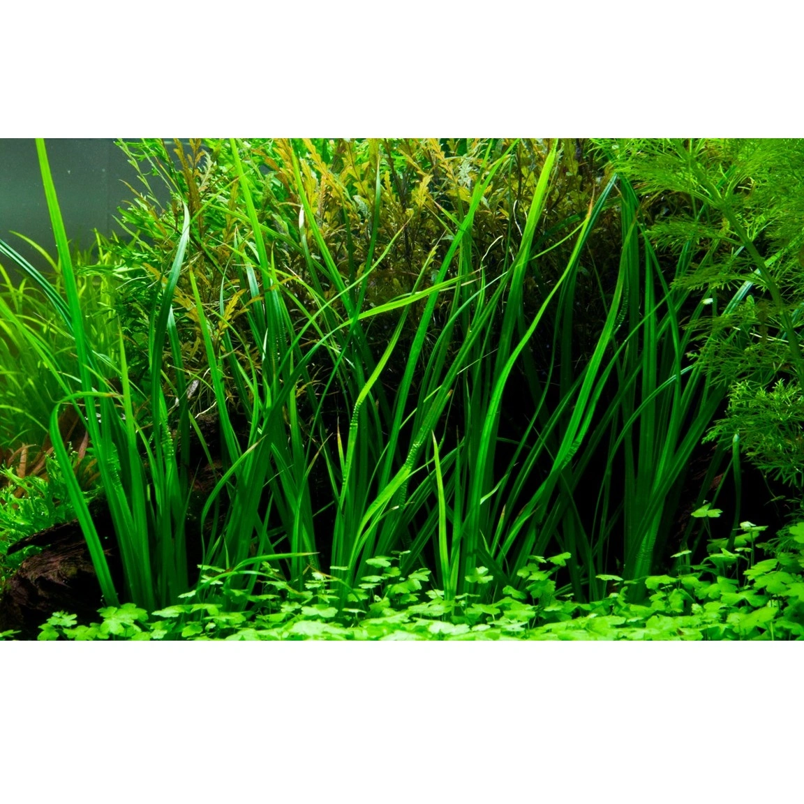 Tropica Akvarieplante i potte Cyperus helferi