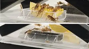 Exo Terra Cricket Pen stor