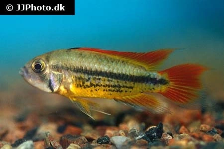 Apistogramma cacatuoides dobbelt red