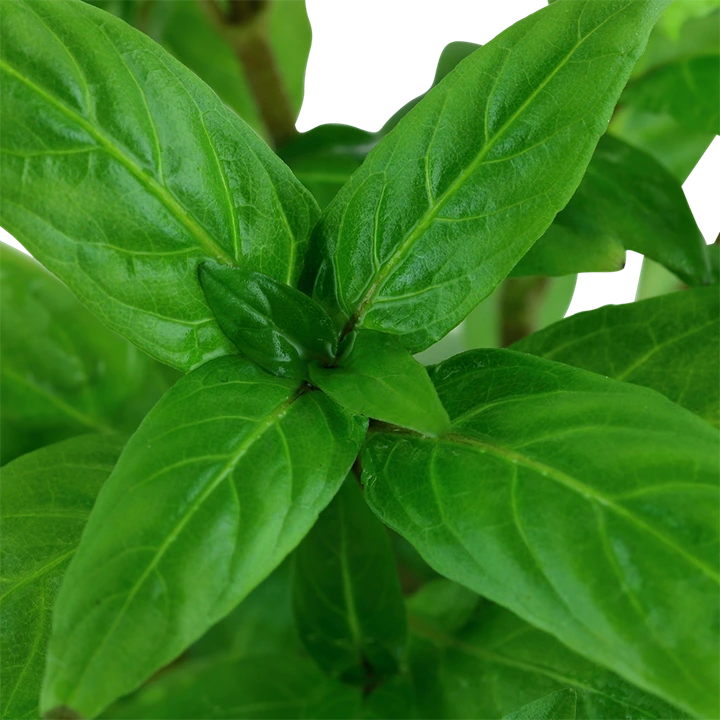Tropica Akvarieplante i potte Staurogyne repens