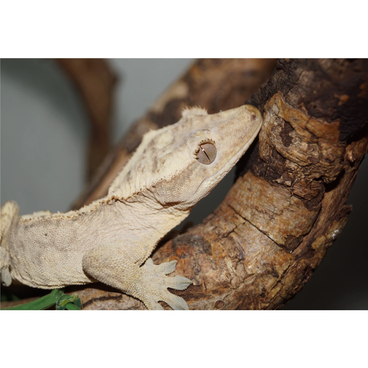 Kronegekko (Crested gecko) (Correlophus ciliatus) Han