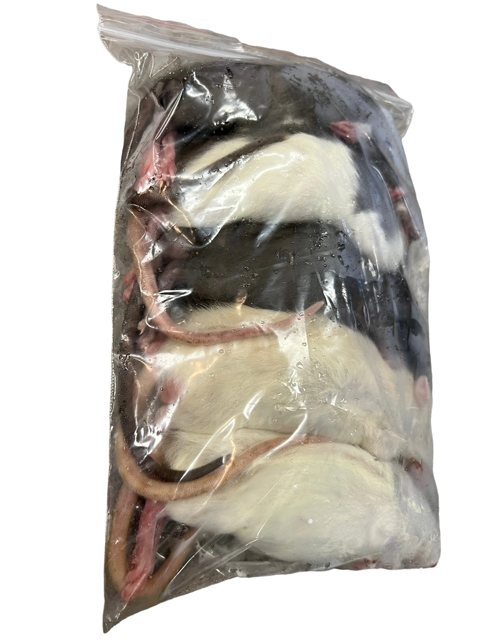 Frosne 6 uger Rotter 90-120 g 5 stk