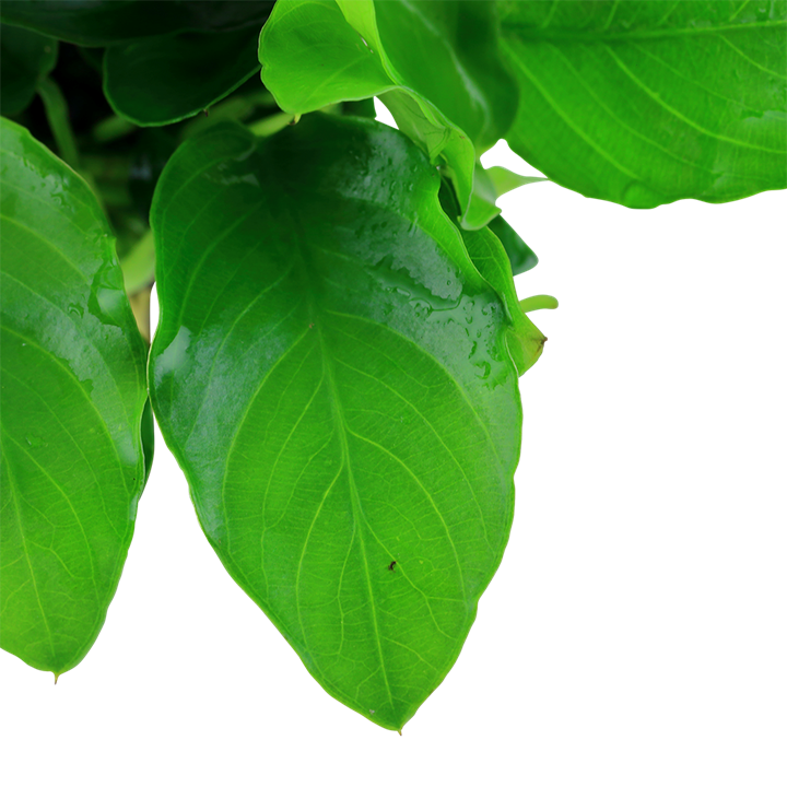 Anubias barteri var. nana Large potte