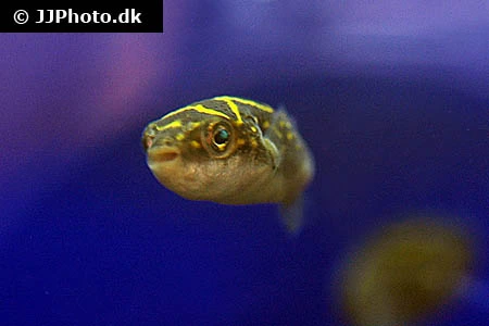 Ottetals Kuglefisk (tetraodon biocellatus)