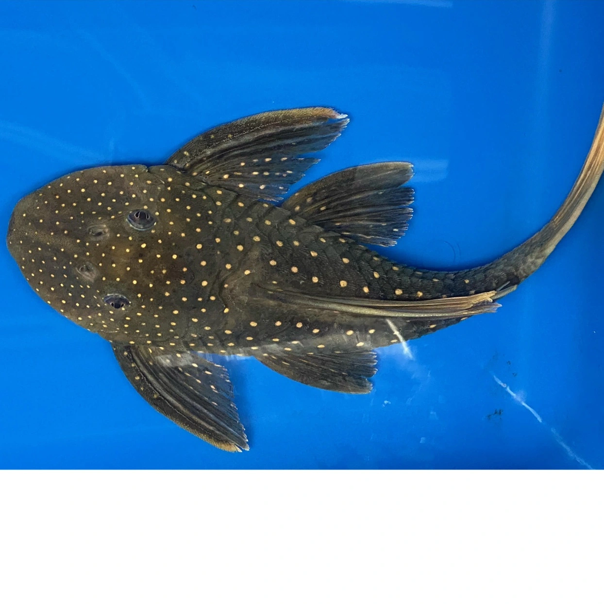 Hypostomus Luteus 22-24 cm Fase 2