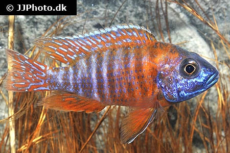 Rubin Påfugle Cichlide (Aulonocara Ruby Red)