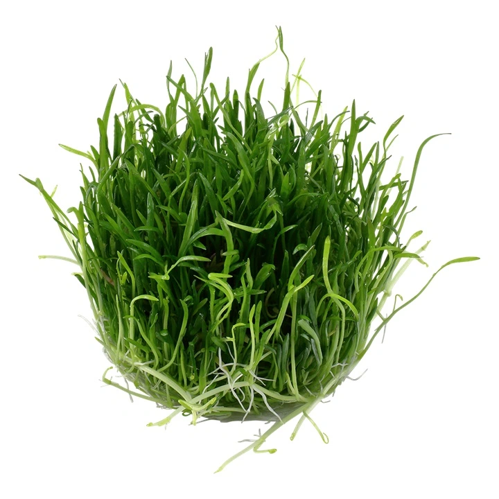 Tropica Lilaeopsis brasiliensis 1-2-GROW