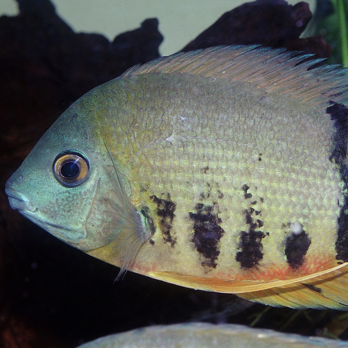 JBL Pronovo Cichlid Grano XL 1 Liter