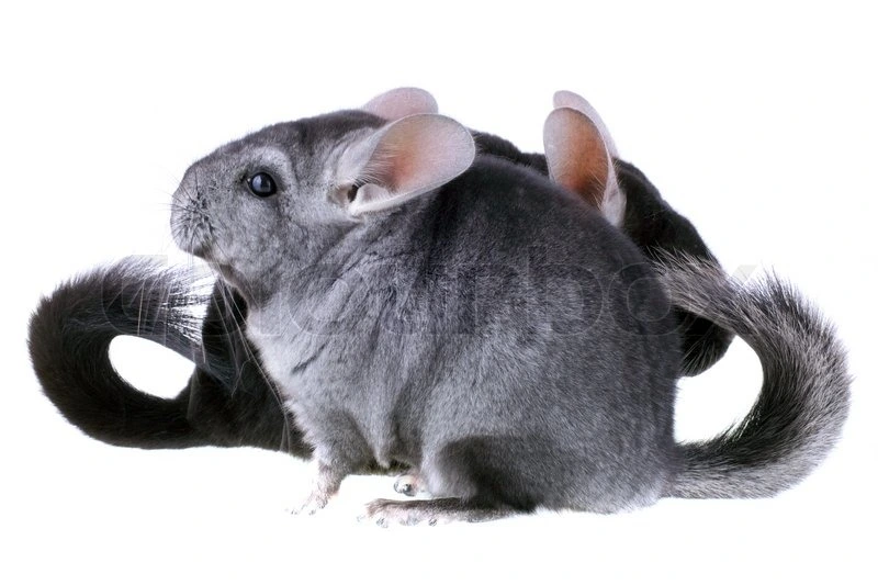 Chinchilla (Chinchilla lanigera) Sort eller Grå
