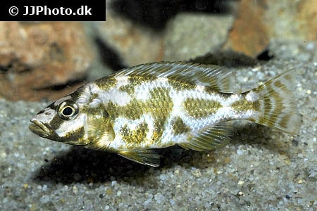Kalingono Cichlide (Nimbochromis livingstonii)