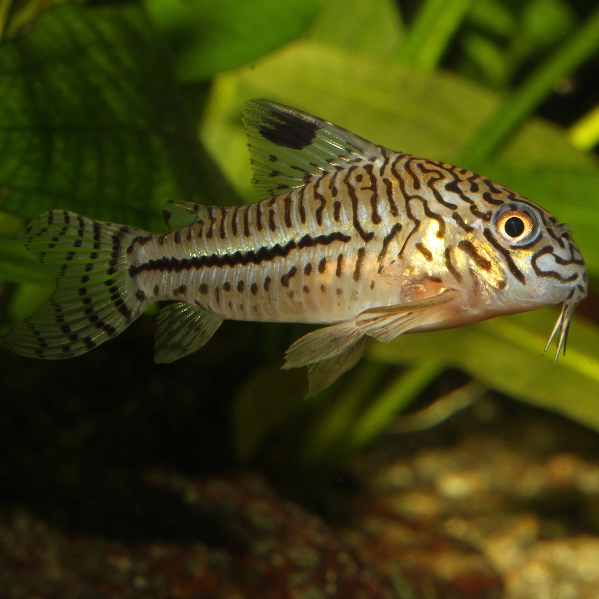 JBL ProNovo Corydoras Tab M 100 ml