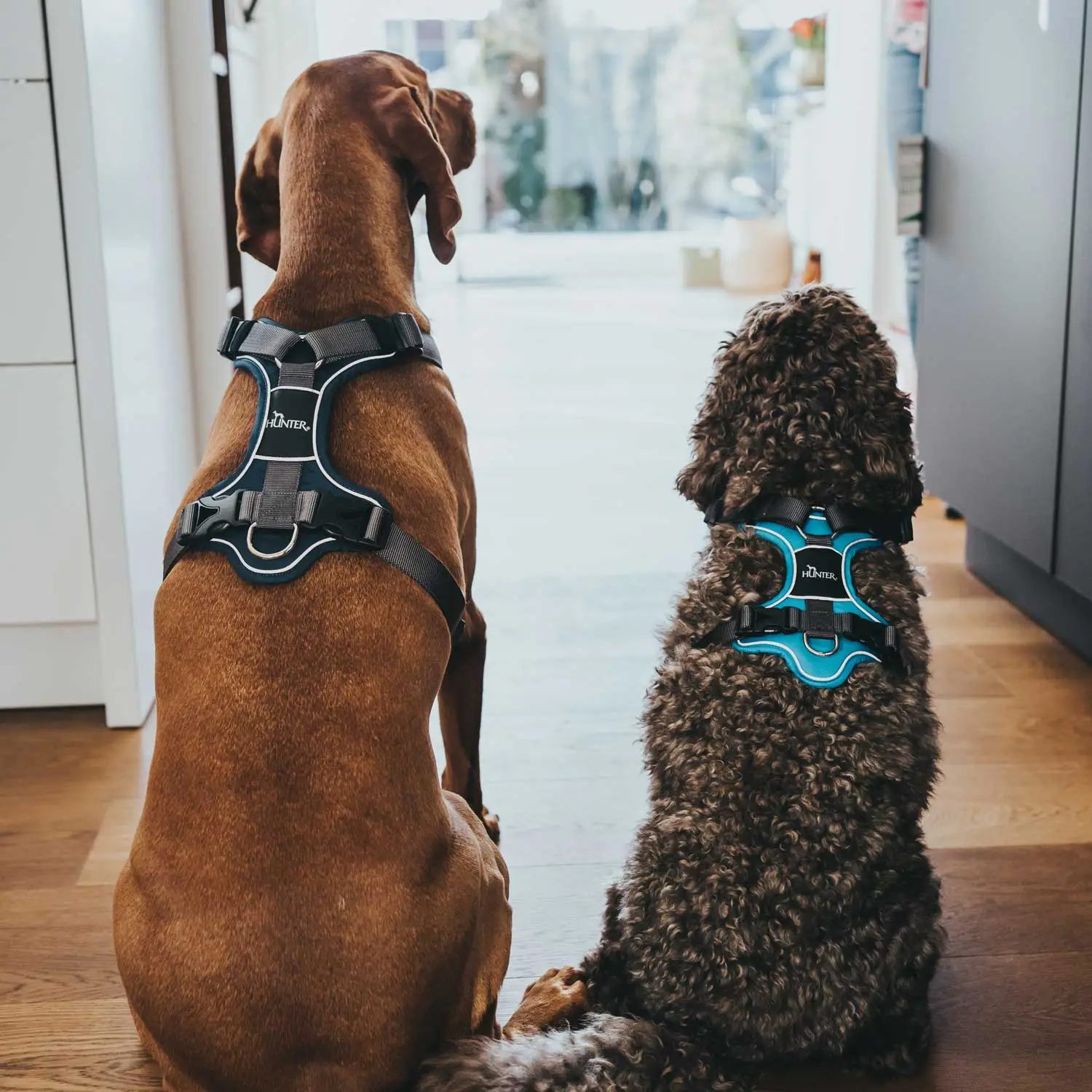 Hunter Divo hundesele S-M petrol/grå just mave 52-68 cm - Stabil støtte og rolig bevægelse