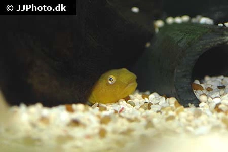 Ørken Gobi (Chlamydogobius Eremius Desert Goby)