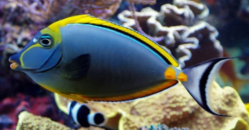 Naso Elegans kirurgfisk 8-10 cm