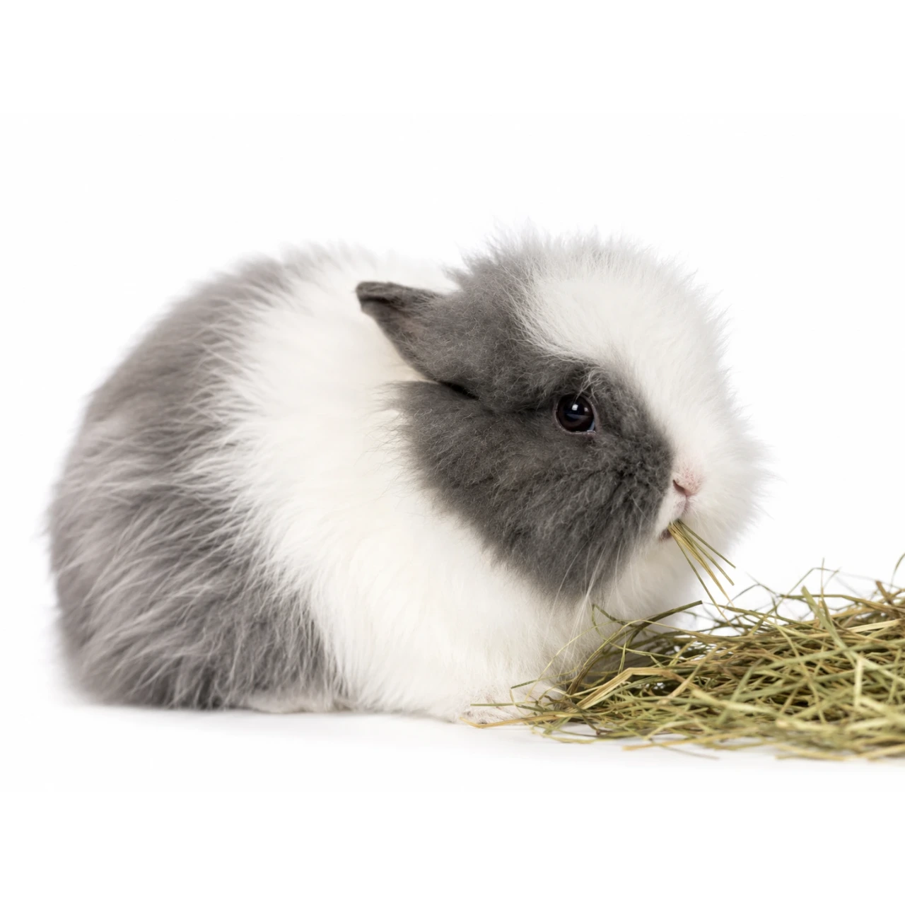 Dværgkanin Teddy Minilop (Oryctolagus cuniculus teddy)