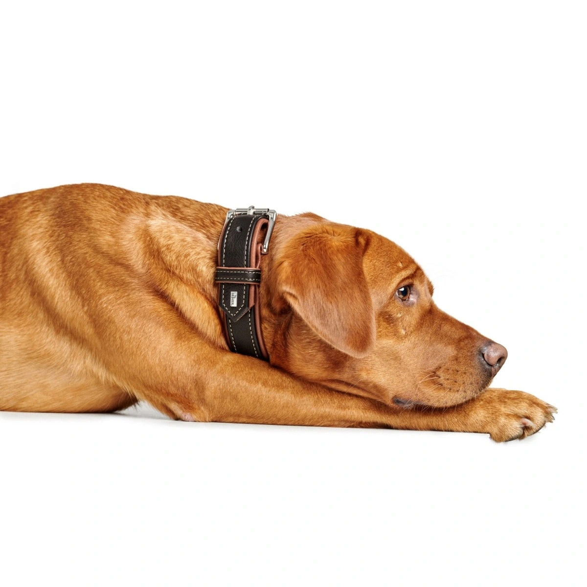 Hunter Canadian UP Hundehalsbånd Small 45 Cognac/Sort - 33-39 cm