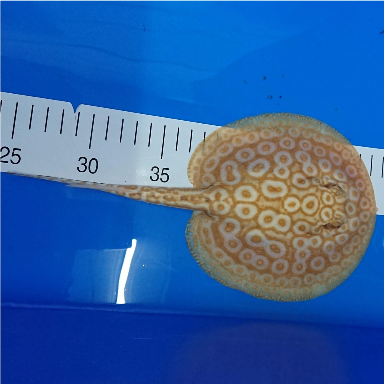 Ferskvandsrokke Potamotrygon Jabuti - Albino Pearl Han Ø 13 cm