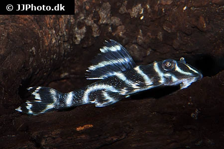 L-199 Hypancistrus furunculus