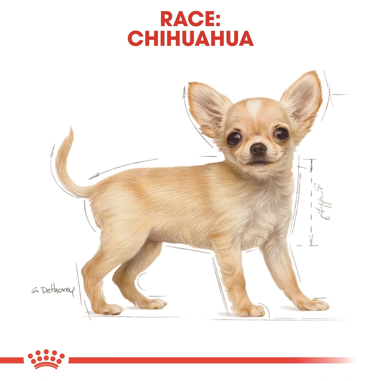 Royal Canin Chihuahua Puppy 1,5 kg - hvalpefoder