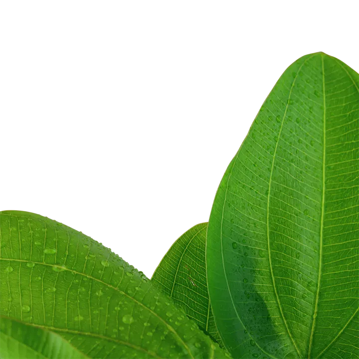 Tropica Akvarieplante i potte Echinodorus Aquartica