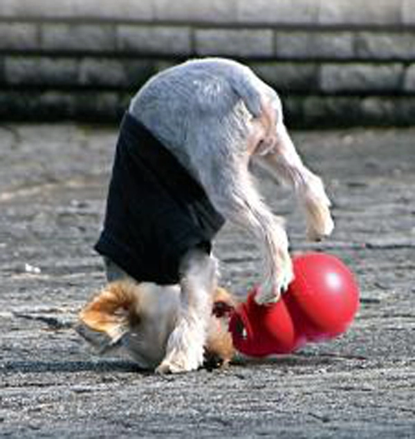 Kong Bounzer Medium - sjov kaste- og fangbold