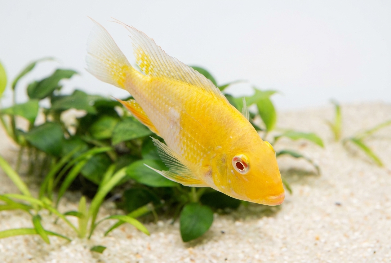 Acarichthys Heckelii Gold Albino 5-6 cm