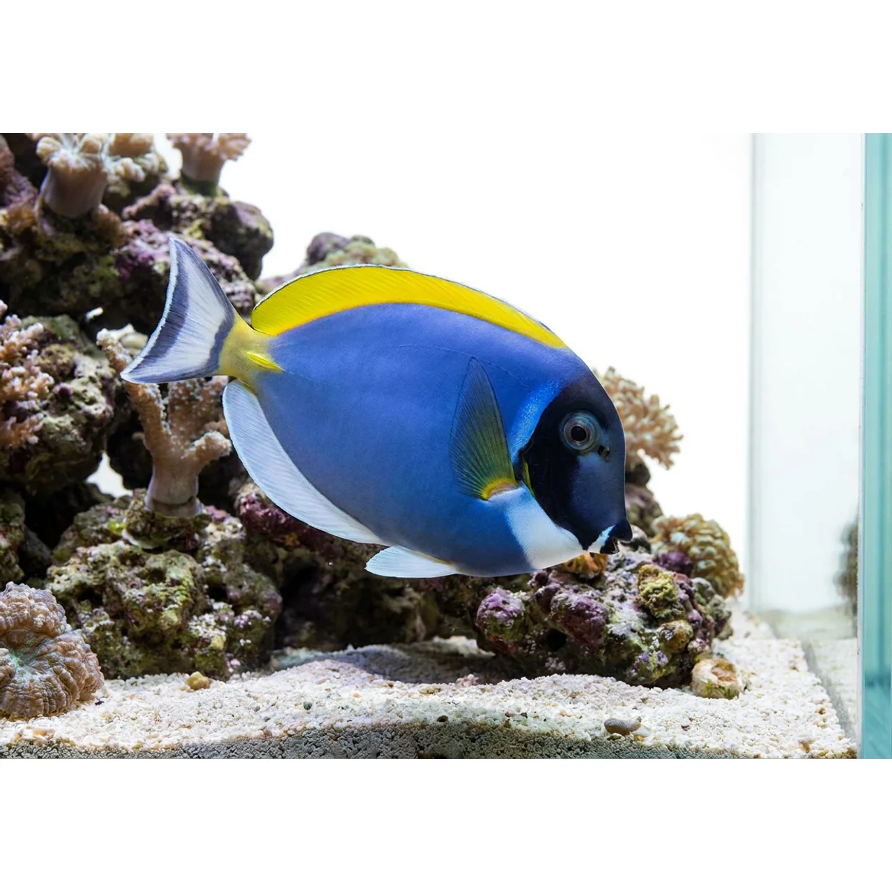 Hvidbrystet Kirurgfisk (Acanthurus leucosternon) Large