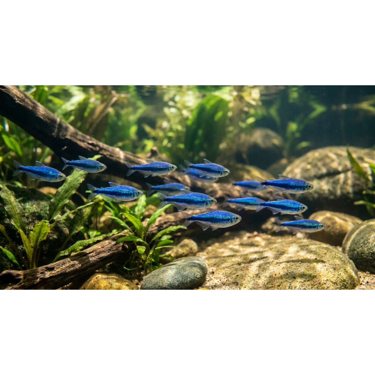 Super Blue Kejser Tetra (Inpaichthys kerri superblue)