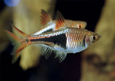 Kileplet Rasbora (Rasbora heteromorpha)