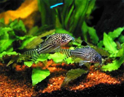 Corydoras Julii pansermalle