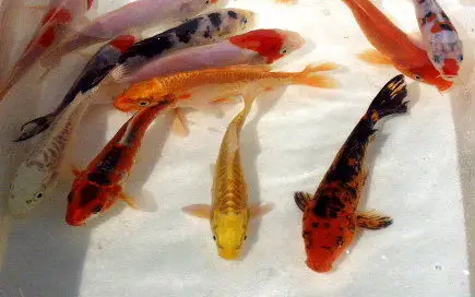 Japansk Koi Karpe mix - Cyprinus carpio 15 cm - Elegance og liv i havedammen