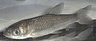 Græskarpe (Ctenophanyngodon idella)