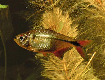 Flag Tetra (Hemigrammus caudovittatus)