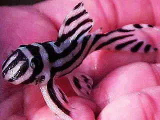L-46 Pekoltia hypancistrus Zebra malle
