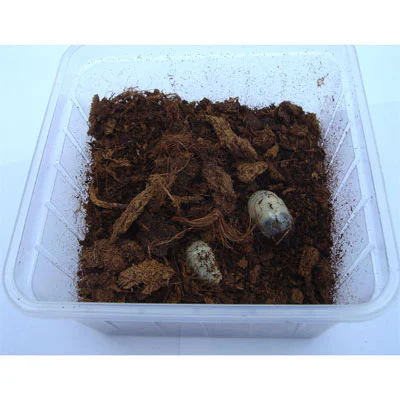 Rosenbille larver (Pachnoda sp) 10 stk
