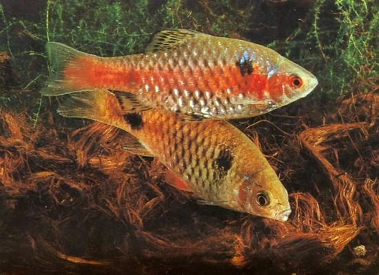 Odessa barbe (barbus ticto)