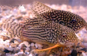 Prikket Pansermalle (Corydoras sterbai)