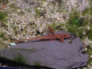 Rød Grenmalle (Rineloricaria lanceolata)