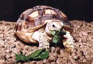 Sporeskildpadde (Geochelone sulcata)