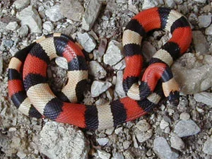 Cambelli kongesnog (Lampropeltis triangulum campbelli)
