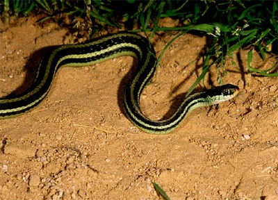Strømpebåndsnog (Tamnophis sauritus)