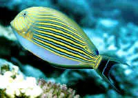 Acanthurus lineatus (lille) kirurgfisk